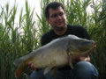 Spiegelkarpfen, Gewicht: 12,0 Pfund, Fangdatum: 31.07.2010, Köder: Carparea Fisch Boilie, Land: Österreich
