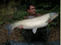 Amur / Graskarpfen, Gewicht: 27,6 Pfund, Fangdatum: 27.07.2010, Kder: Tigernuss, Land: sterreich