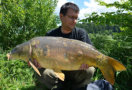 Spiegelkarpfen, Gewicht: 20 Pfund, Fangdatum: 19.05.2014, Köder: Carparea 2012 Boilie, Land: Österreich