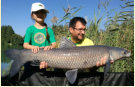 Schwarzer Amur / Graskarpfen, Gewicht: 28 Pfund, Fangdatum: 09.09.2018, Kder: Carparea Boilie, Land: sterreich