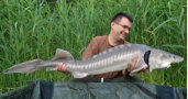 Str, Gewicht: 24,0 Pfund, Fangdatum: 24.06.2016, Kder: Carparea Boilie 2012, Land: sterreich