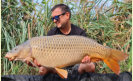 Schuppenkarpfen, Gewicht: 36 Pfund, Fangdatum: 07.09.2025, K�der: Carparea Boilie, Land: �sterreich